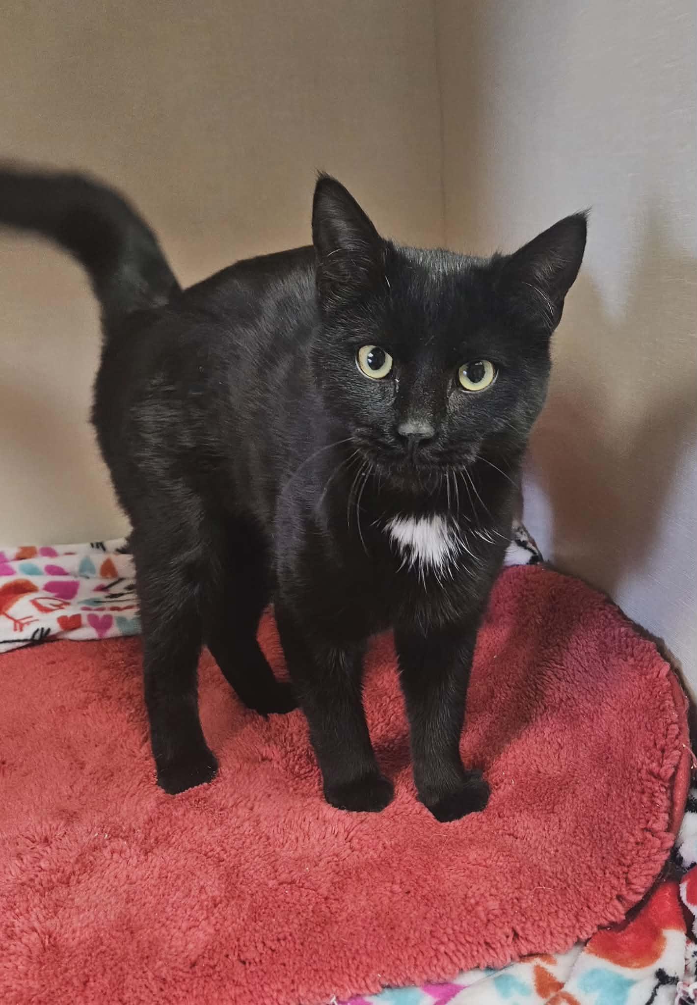 Enlarge Norman "Norm" , an adopted Domestic Short Hair in Wapakoneta, OH image 1/3