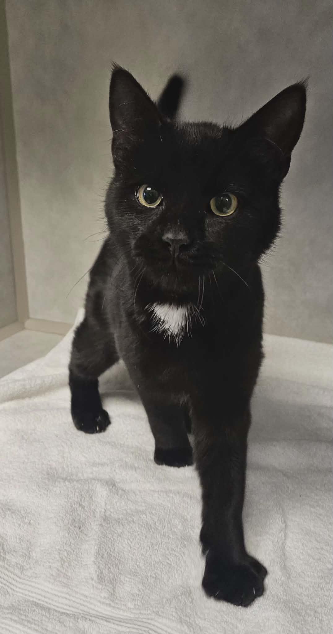 Enlarge Norman "Norm" , an adopted Domestic Short Hair in Wapakoneta, OH image 3/3