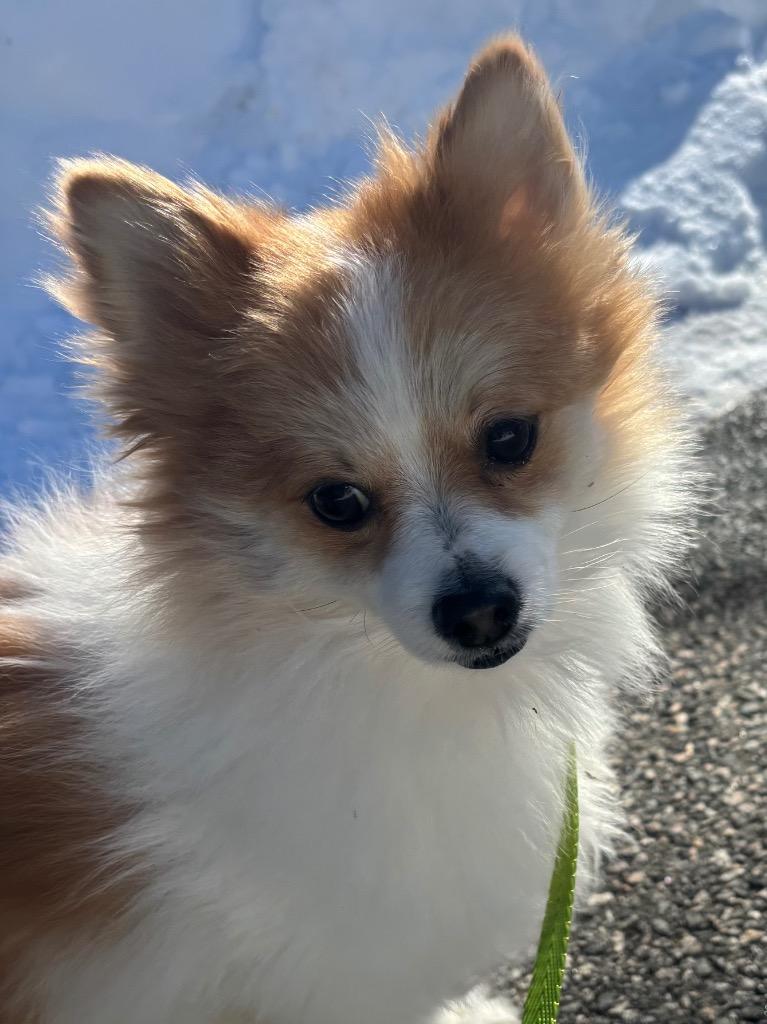 Anna, Adoptable, Adult Female Pomeranian.