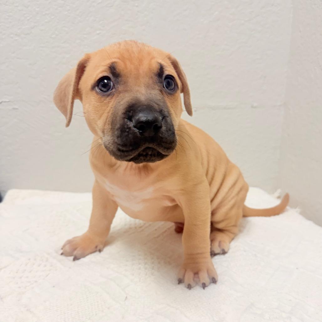 224 (2026) Orion, Adoptable, Puppy Male Pit Bull Terrier.