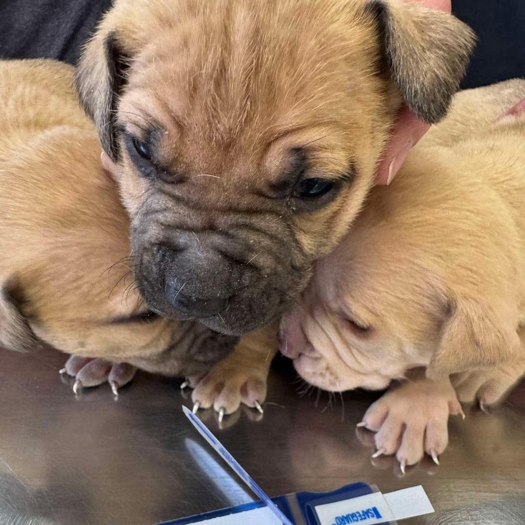 Enlarge 224 (2026) Orion, a Adoptable mixed breed in Parker, CO image 2/3