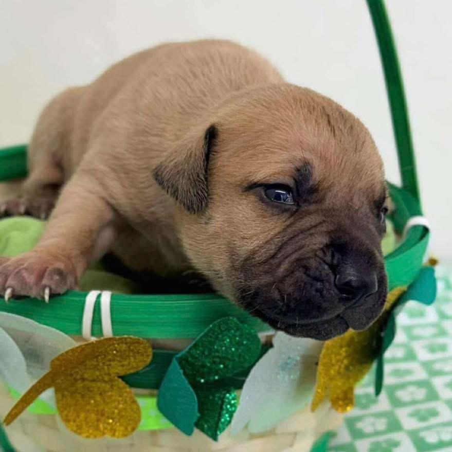 Enlarge 224 (2026) Orion, a Adoptable mixed breed in Parker, CO image 3/3