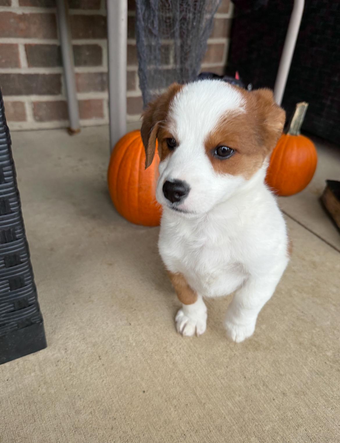 Zippy!!, an adoptable Jack Russell Terrier, Bernedoodle in Celina, OH, 45822 | Photo Image 2