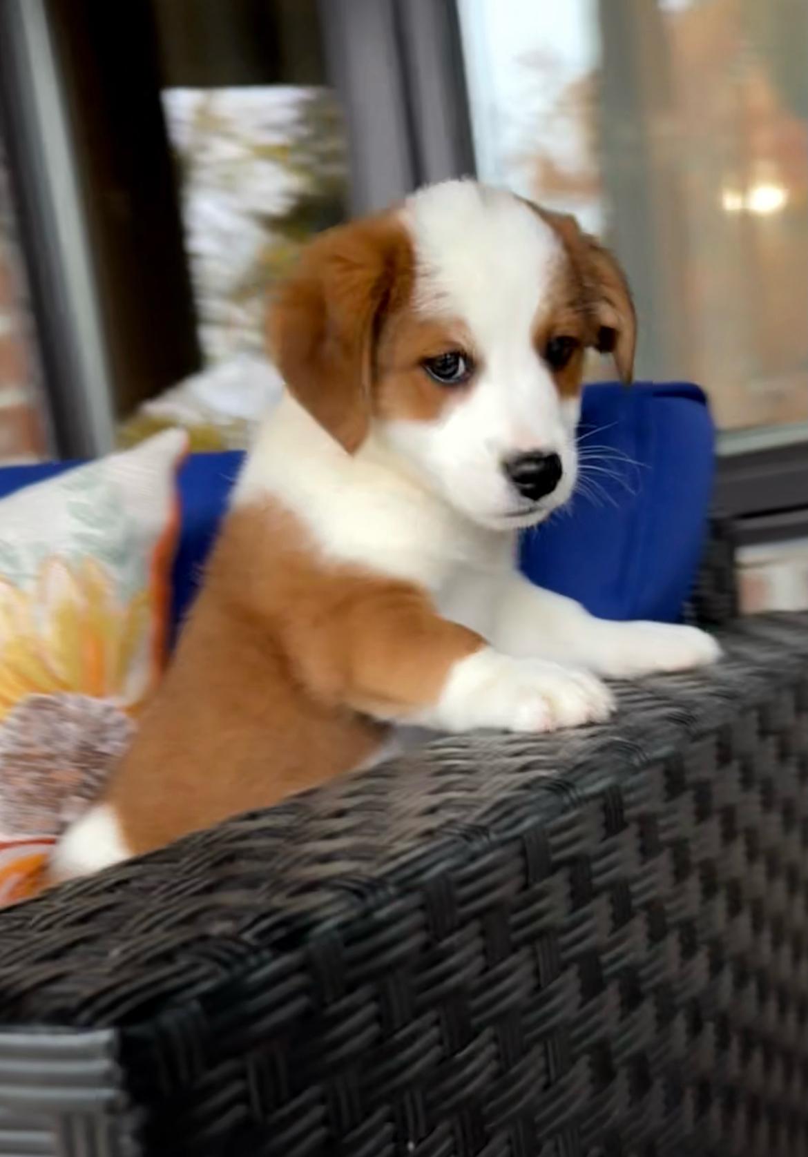 Zippy!!, an adoptable Jack Russell Terrier, Bernedoodle in Celina, OH, 45822 | Photo Image 1