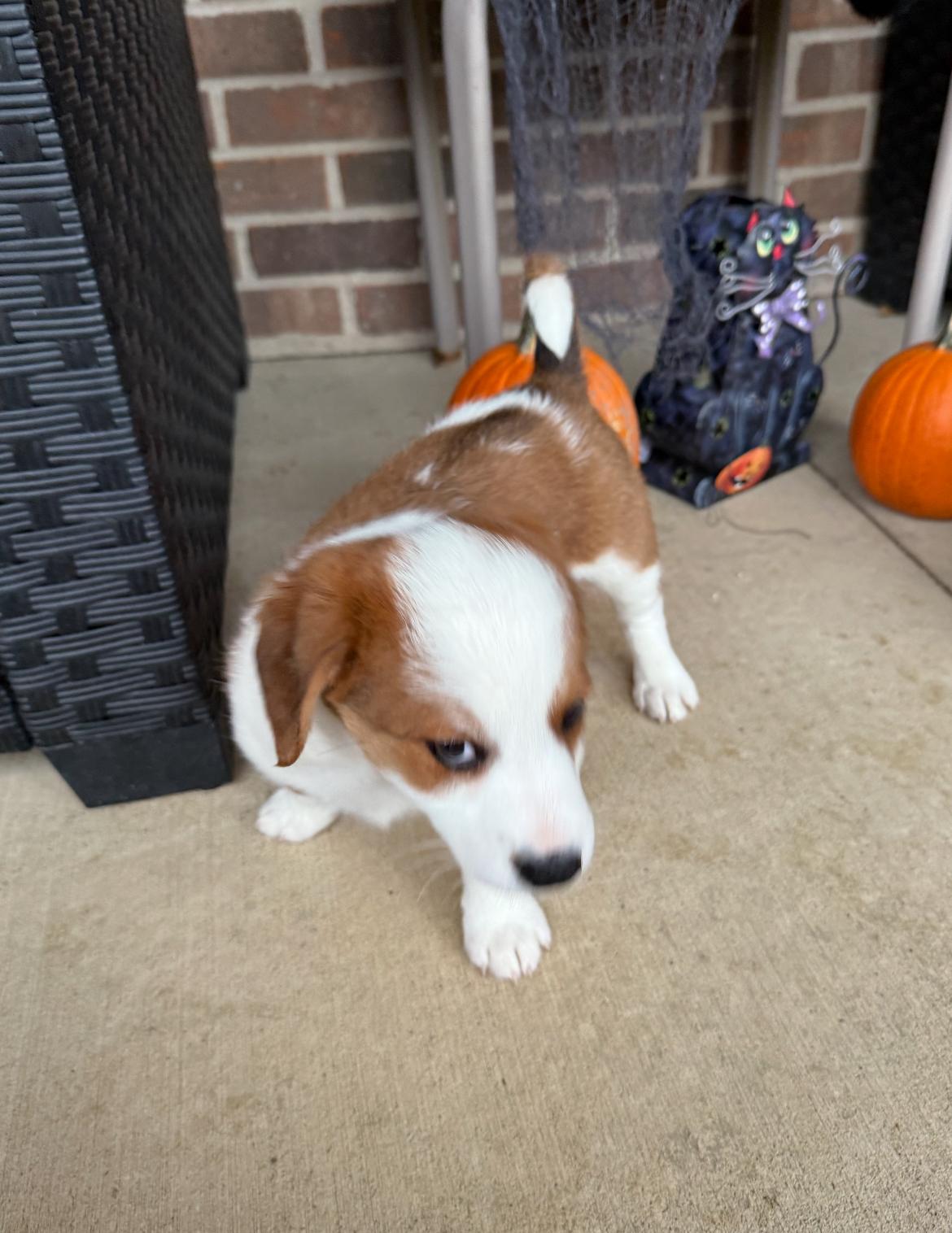 Zippy!!, an adoptable Jack Russell Terrier, Bernedoodle in Celina, OH, 45822 | Photo Image 3