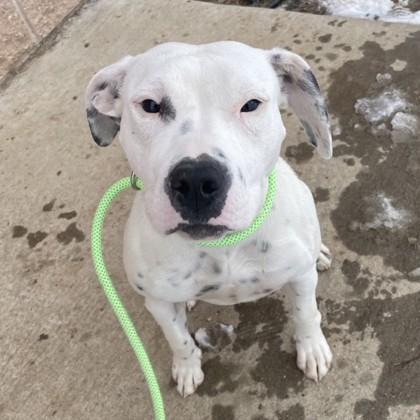 Enlarge Tinkerbell, a Adoptable mixed breed in New Hope, PA image 1/3