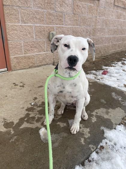 Enlarge Tinkerbell, a Adoptable mixed breed in New Hope, PA image 2/3