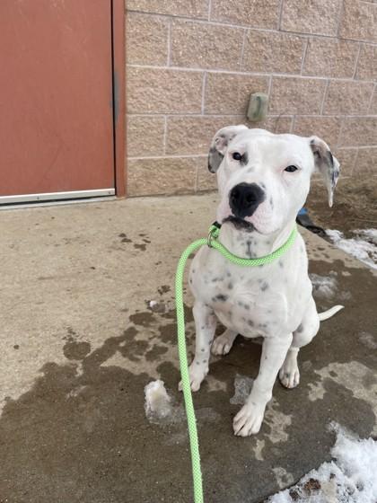Enlarge Tinkerbell, a Adoptable mixed breed in New Hope, PA image 3/3