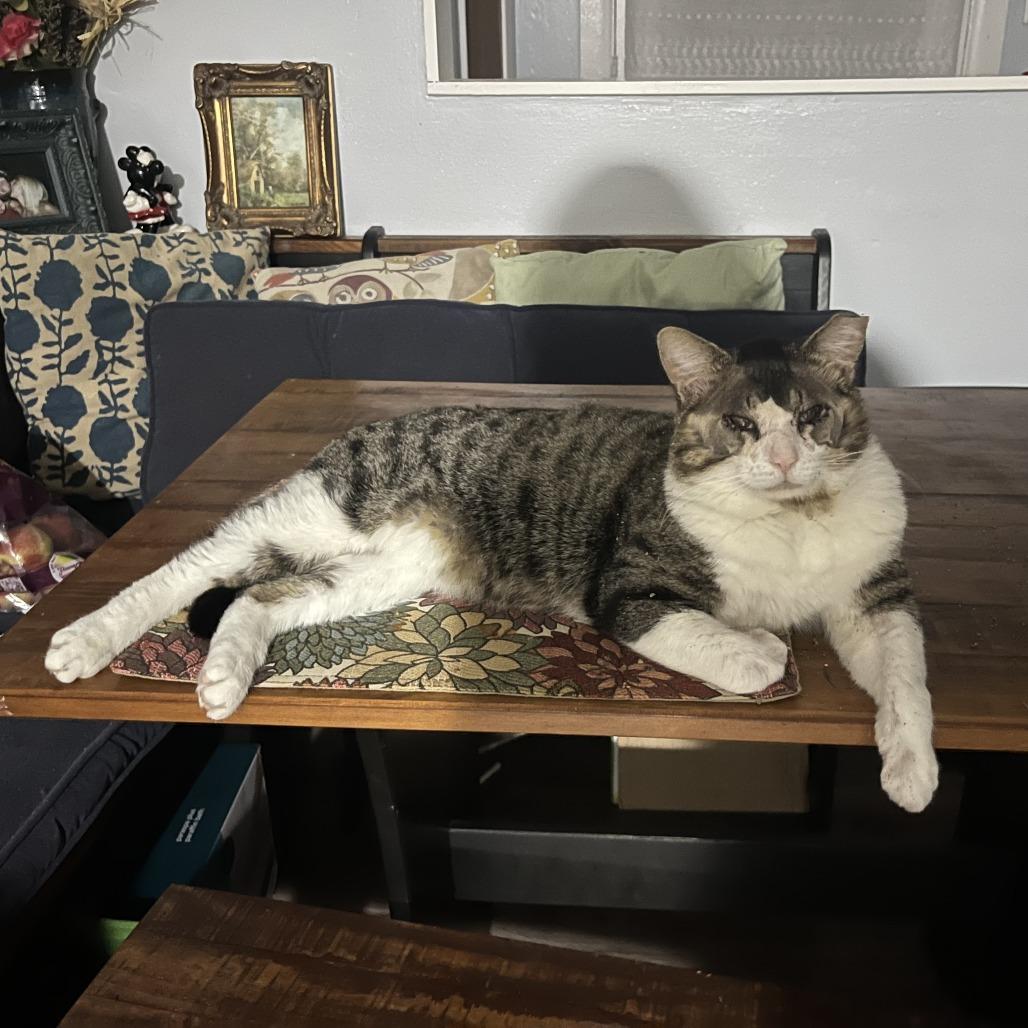 Chubby Chase — thumbnail 3