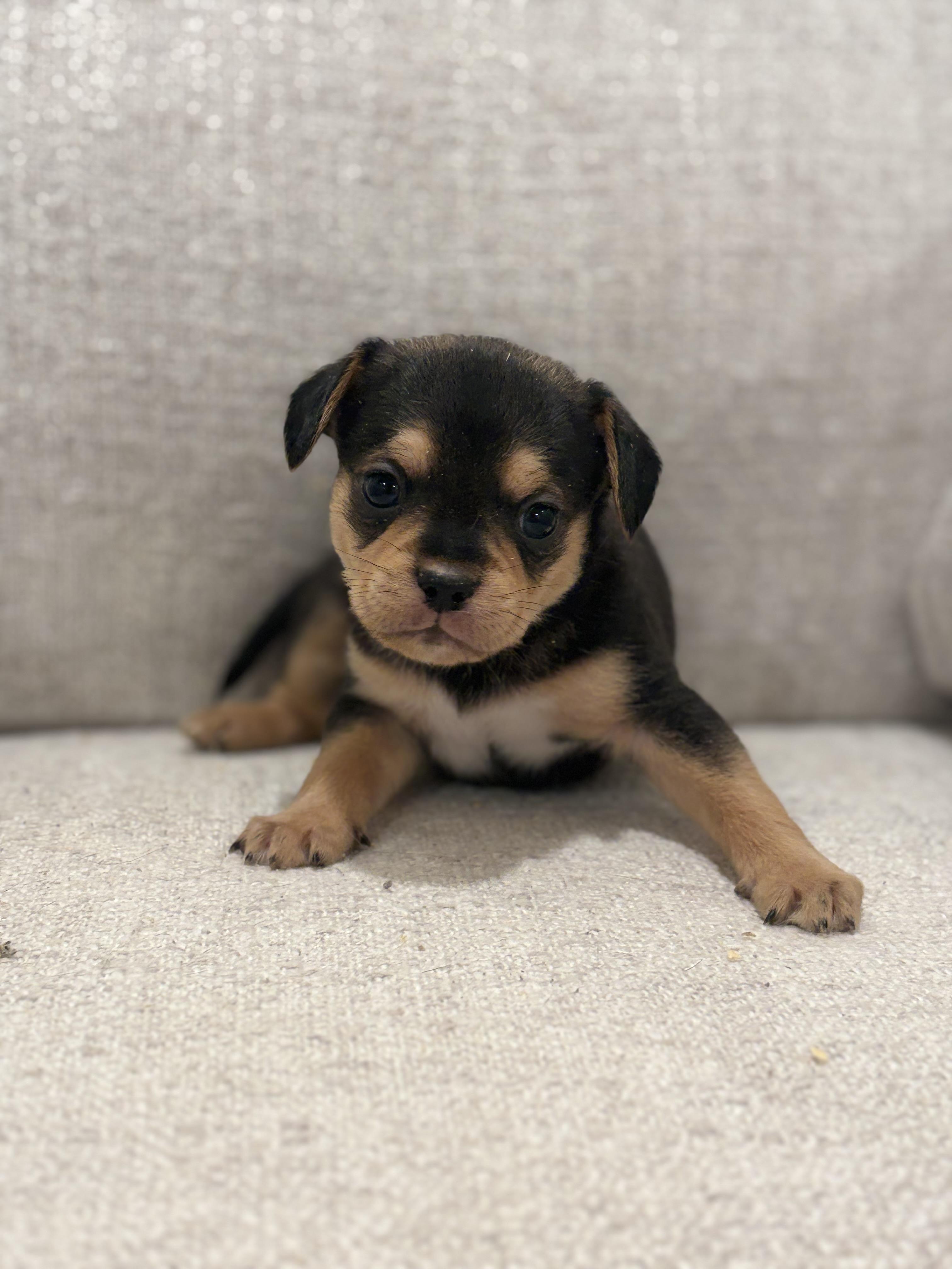 Rory, Adoptable, Puppy Male French Bulldog & Pug.