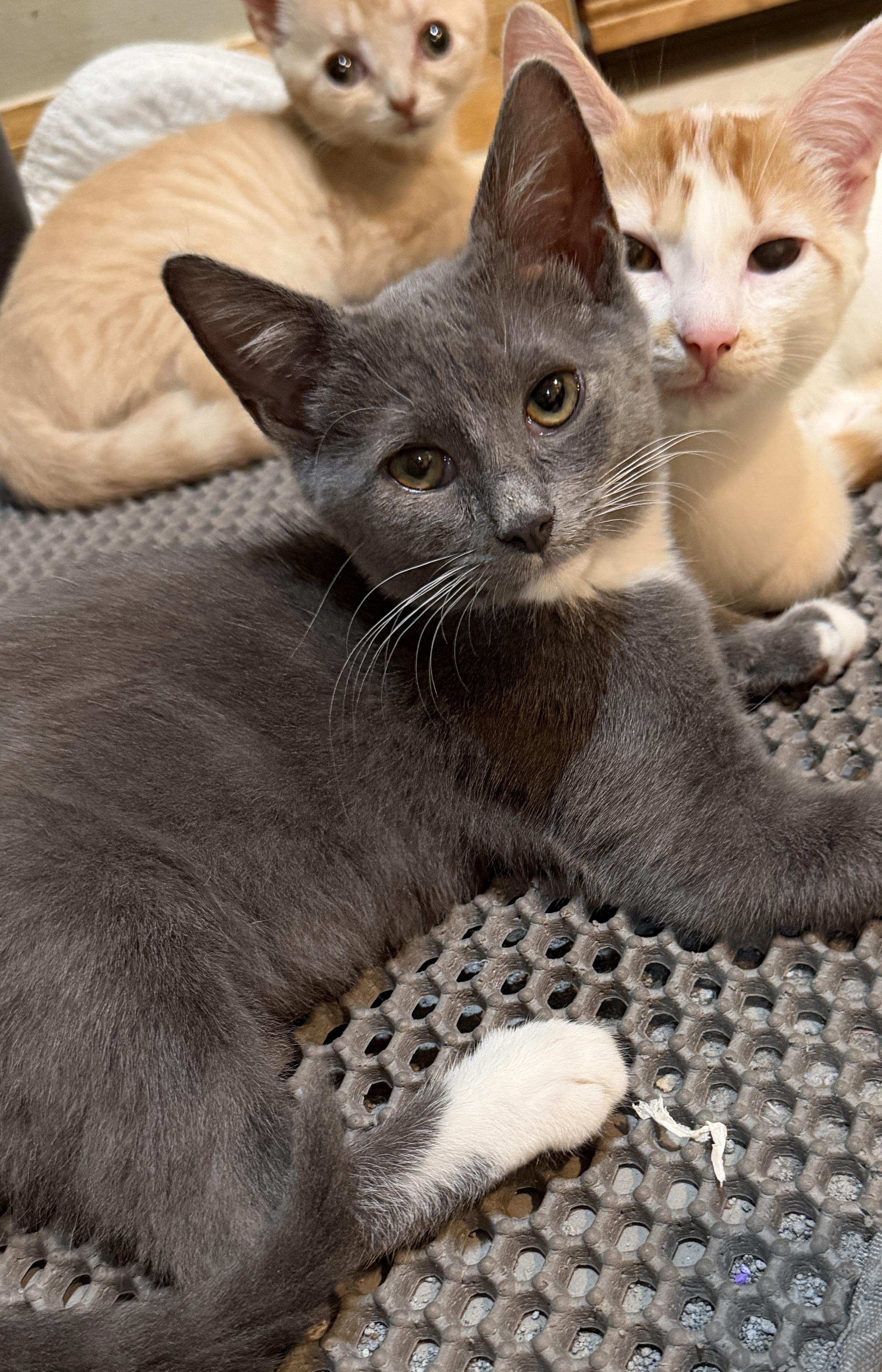Enlarge Macy, a Adoptable Domestic Short Hair in East Hanover, NJ image 2/4