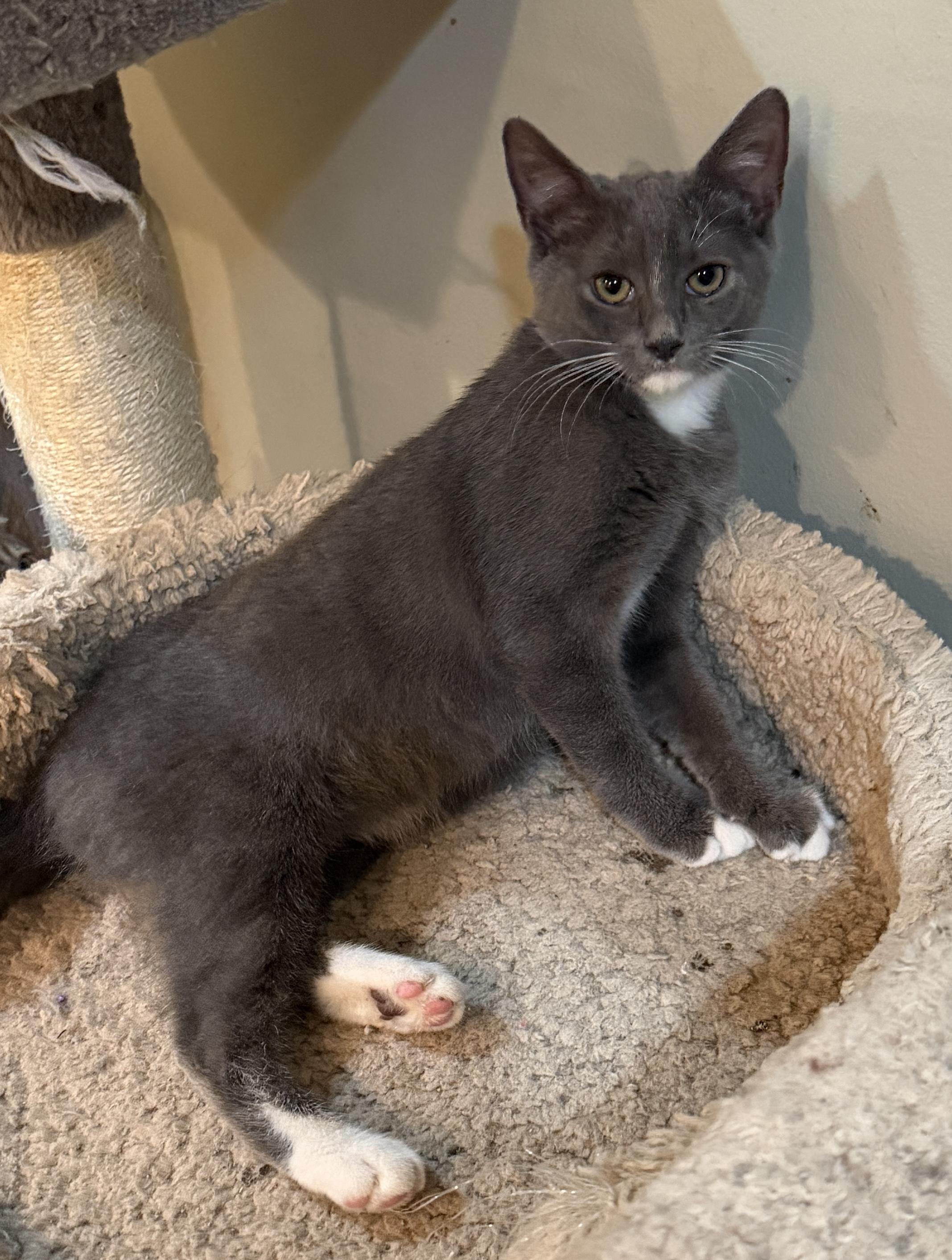 Enlarge Macy, a Adoptable Domestic Short Hair in East Hanover, NJ image 4/4