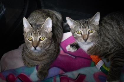 Jelly — thumbnail 3