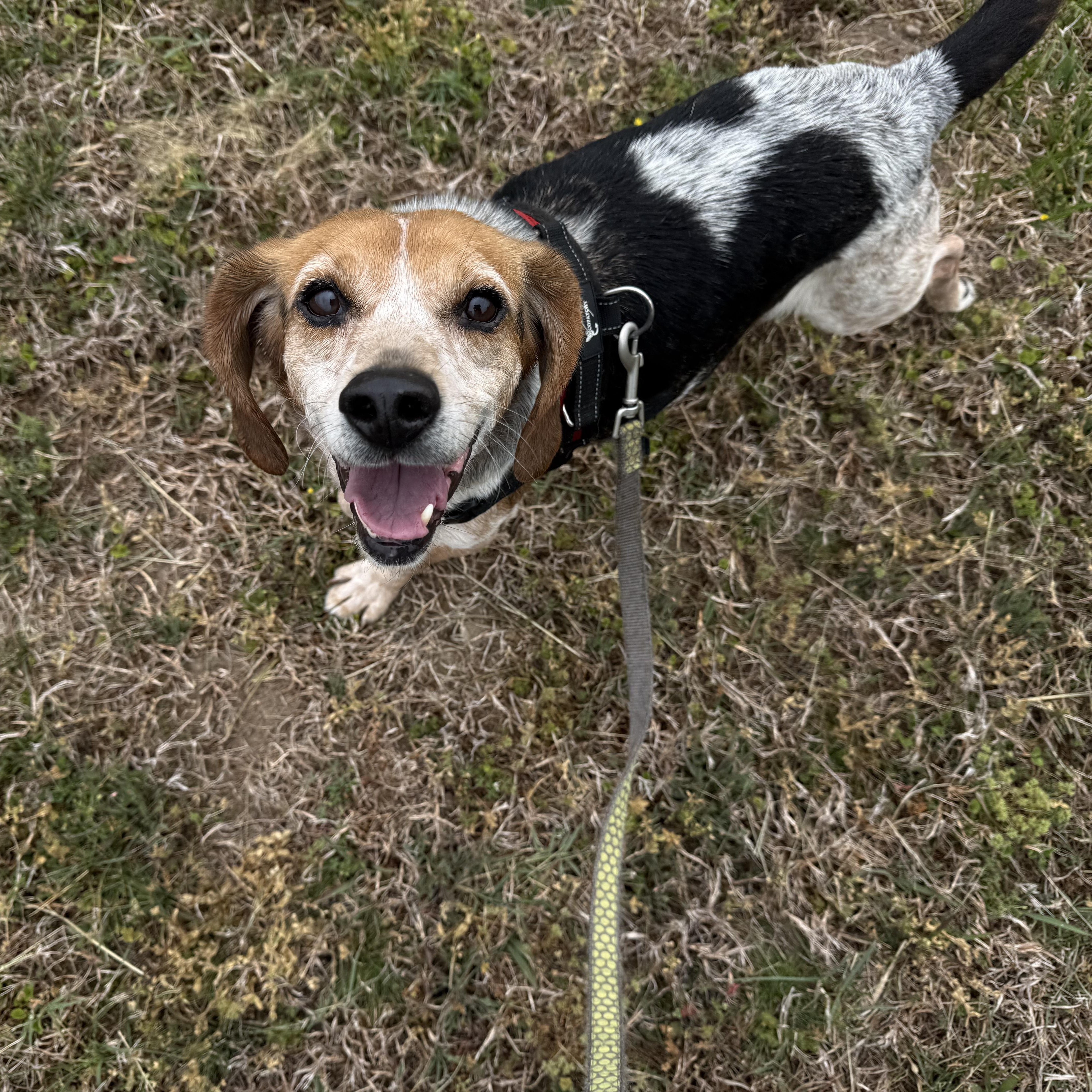 Sam, a Adoptable Beagle in Saluda, VA image 2/5