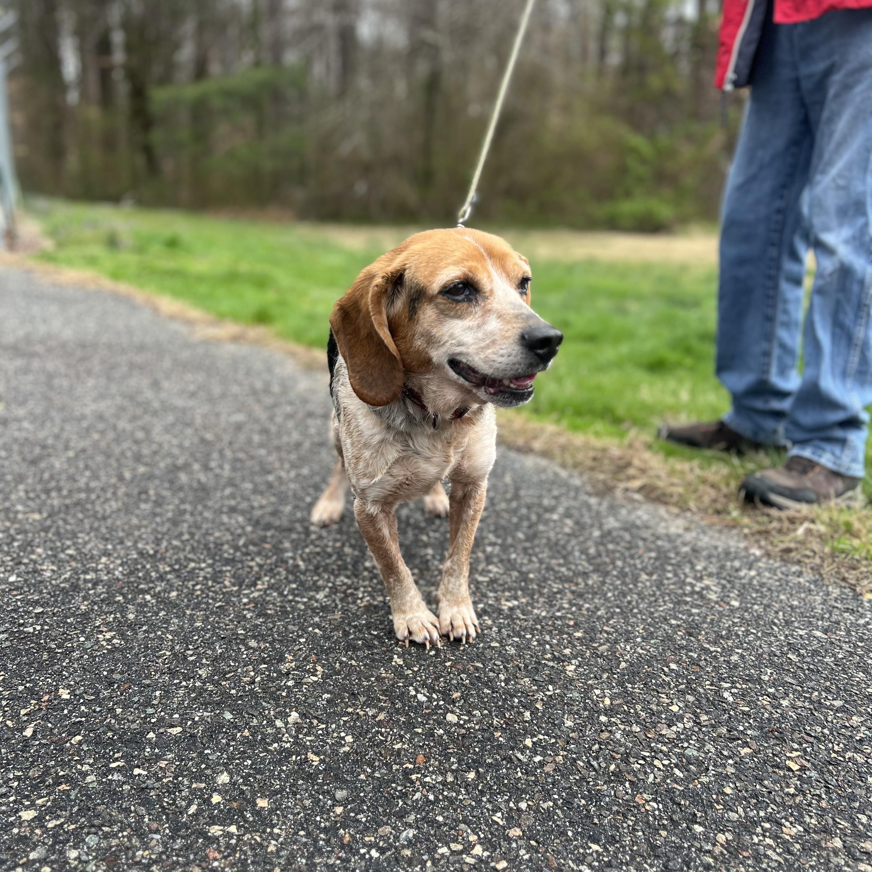 Sam, a Adoptable Beagle in Saluda, VA image 4/5