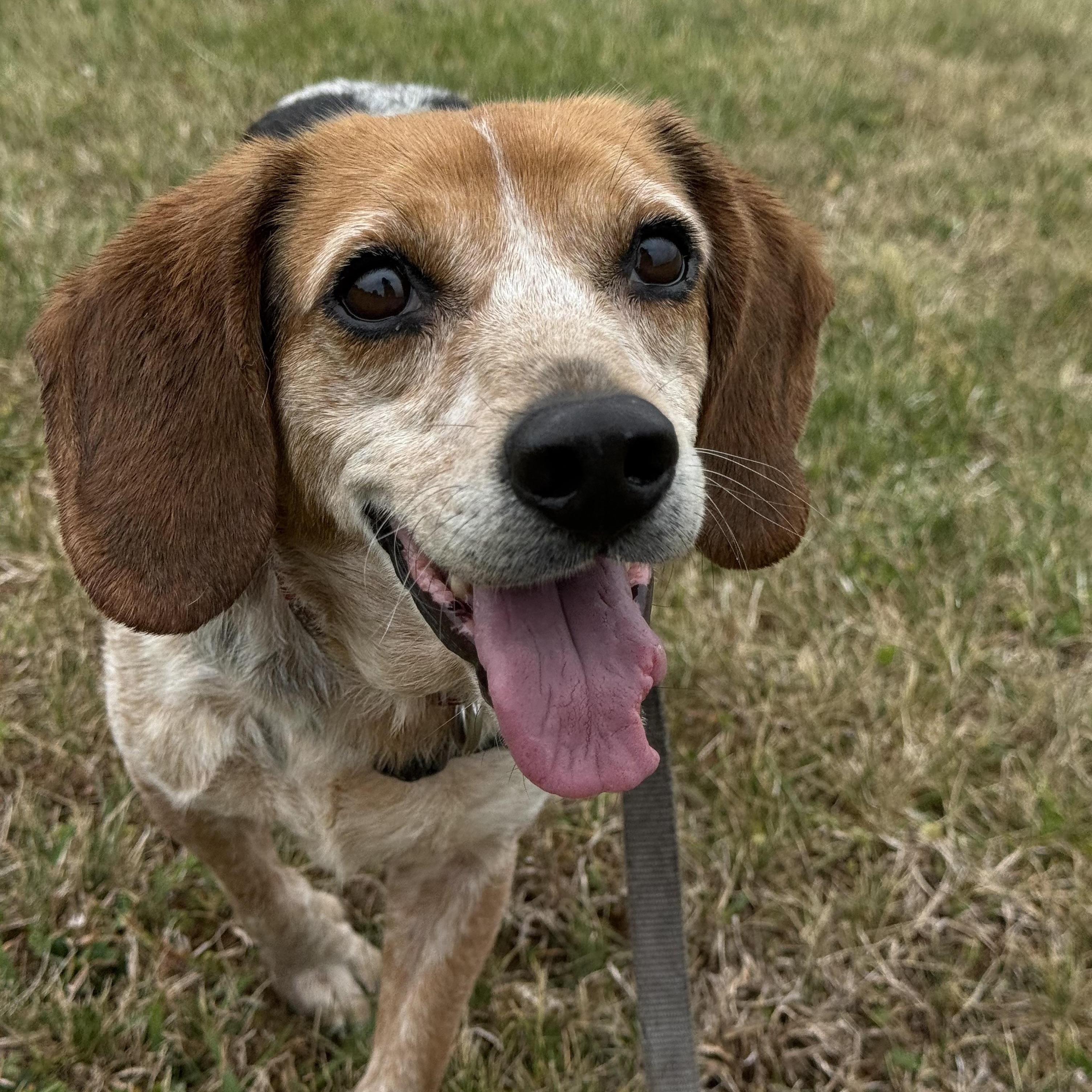 Sam, a Adoptable Beagle in Saluda, VA image 1/5