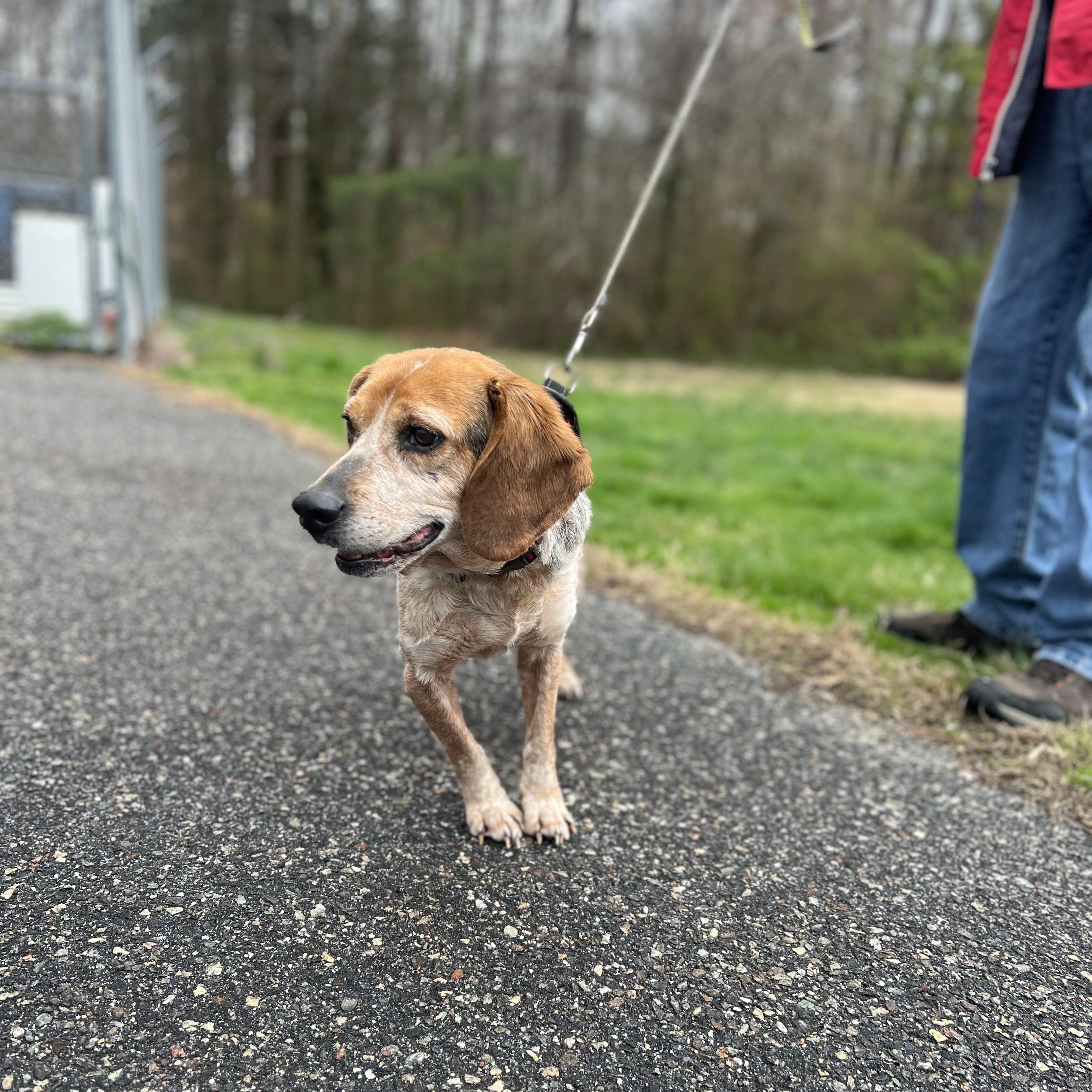 Sam, a Adoptable Beagle in Saluda, VA image 3/5