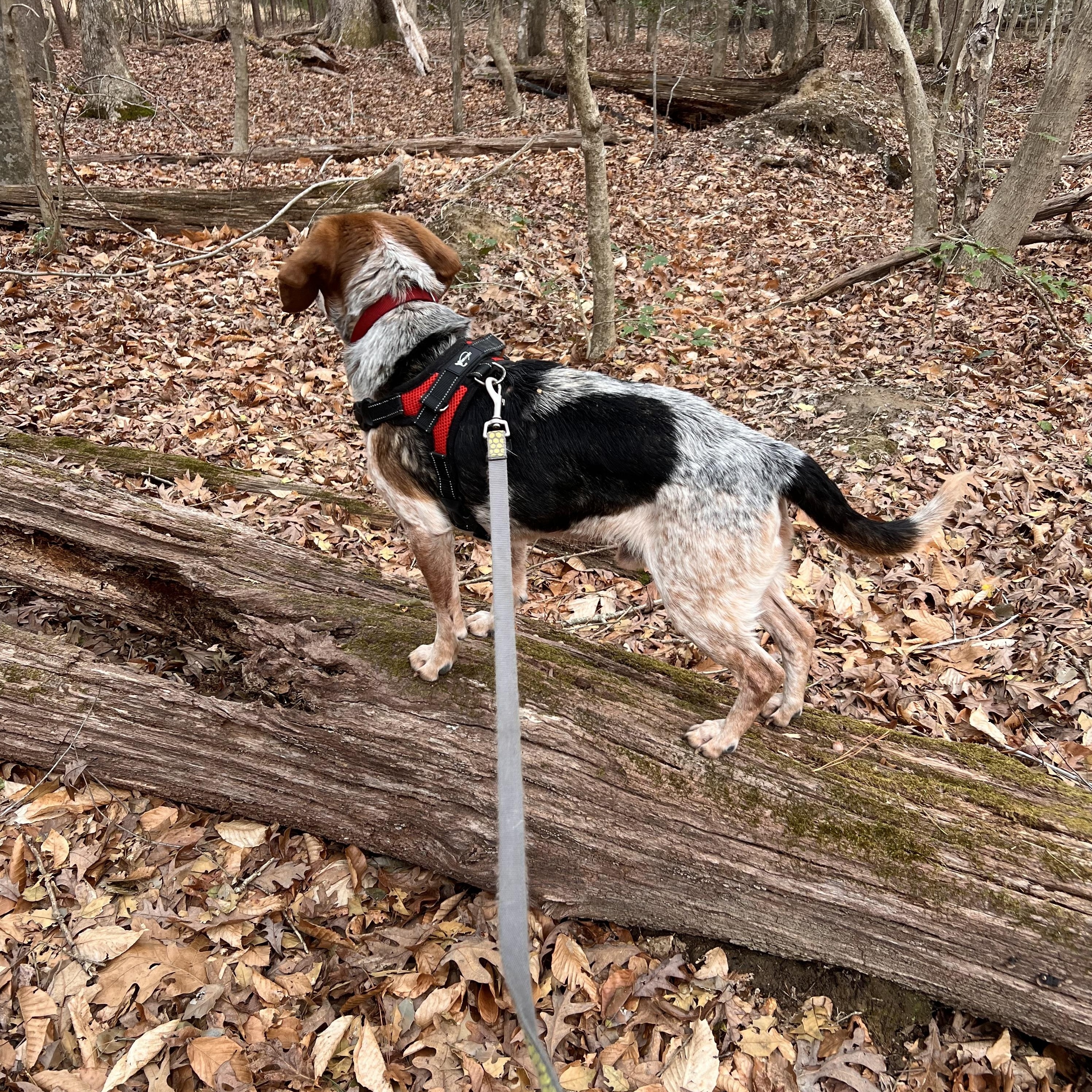 Sam, a Adoptable Beagle in Saluda, VA image 5/5