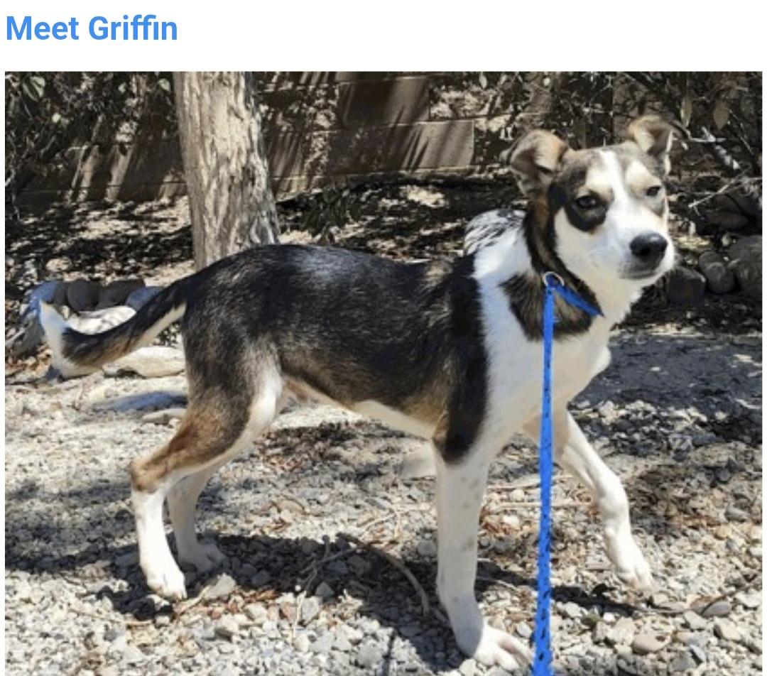 Griffin, Adopted, Puppy Male Siberian Husky.