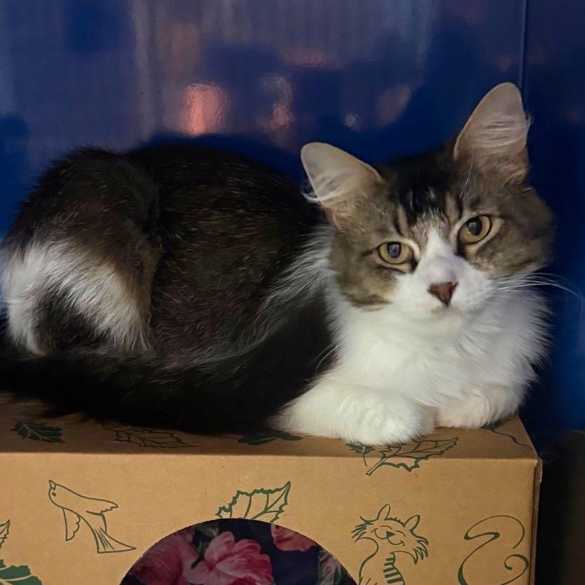 Enlarge Oriole, a Adoptable Domestic Long Hair in Incline Village, NV image 1/5