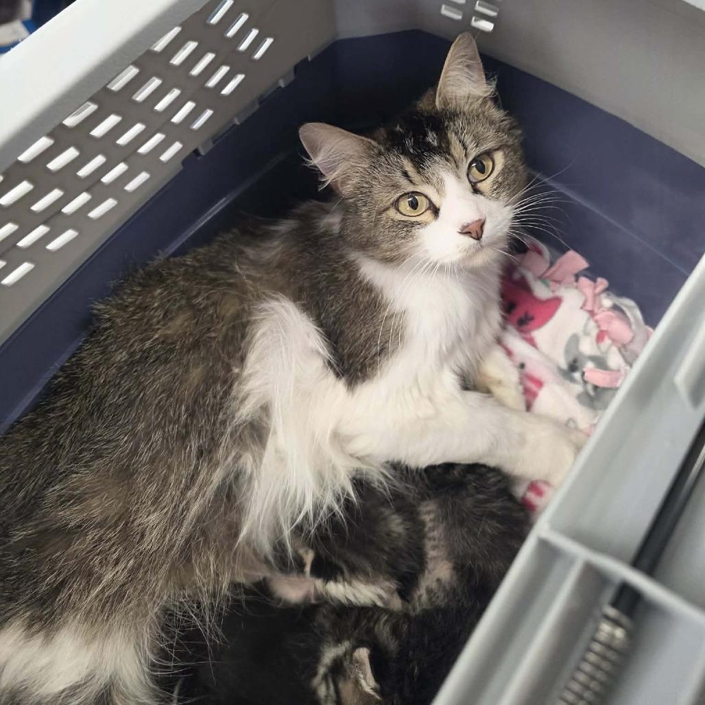 Oriole, Adoptable, Adult Female Domestic Long Hair.