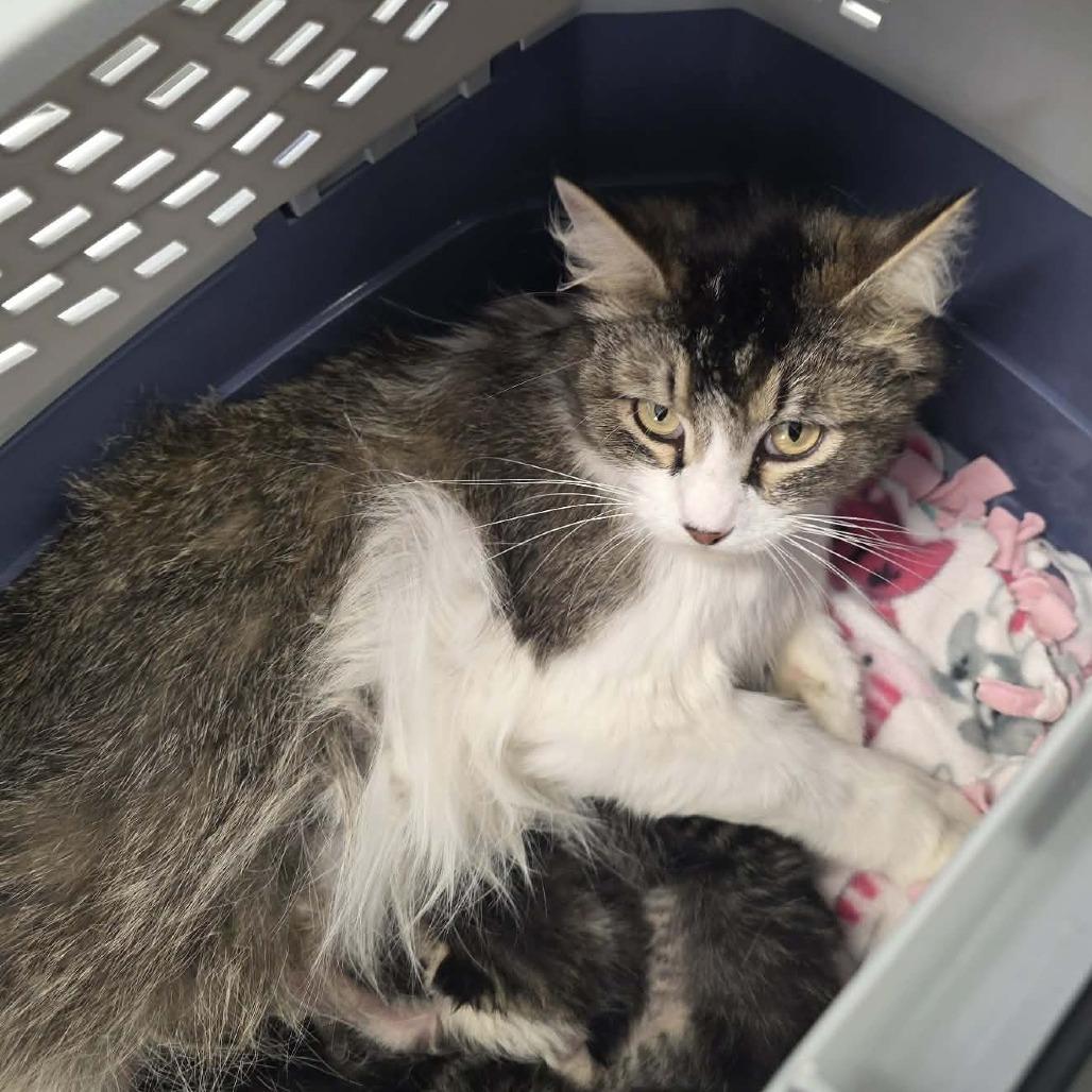 Oriole, a Adoptable Domestic Long Hair in Incline Village, NV image 2/3