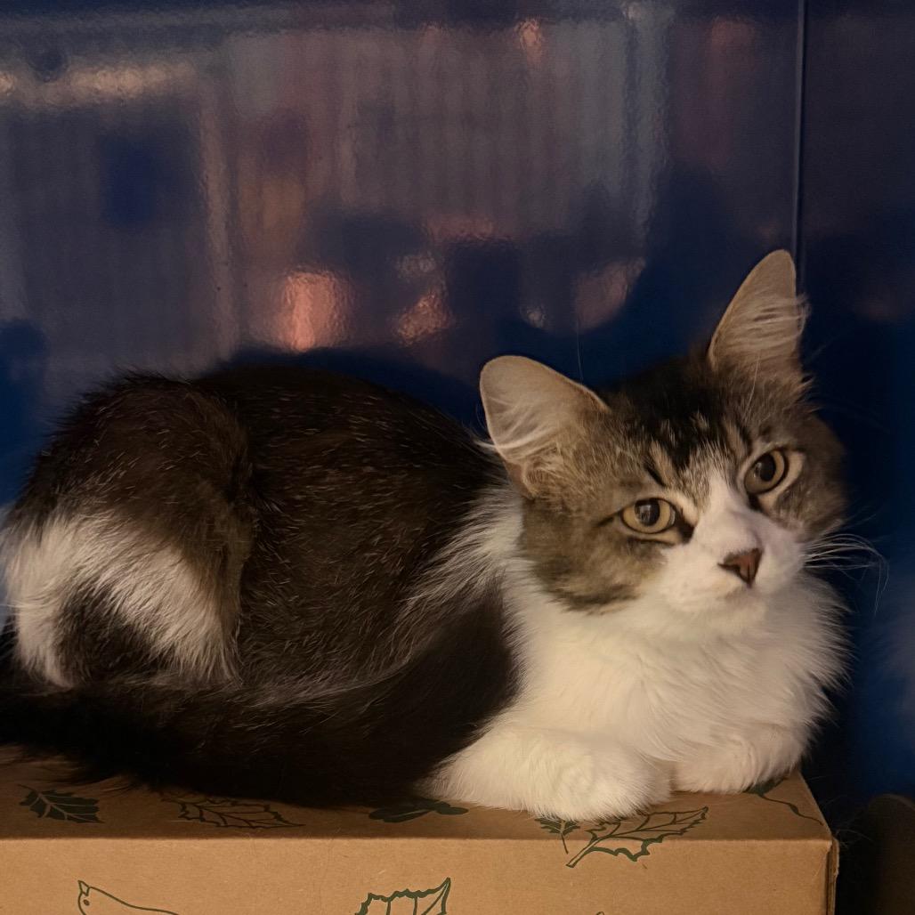 Enlarge Oriole, a Adoptable Domestic Long Hair in Incline Village, NV image 4/5