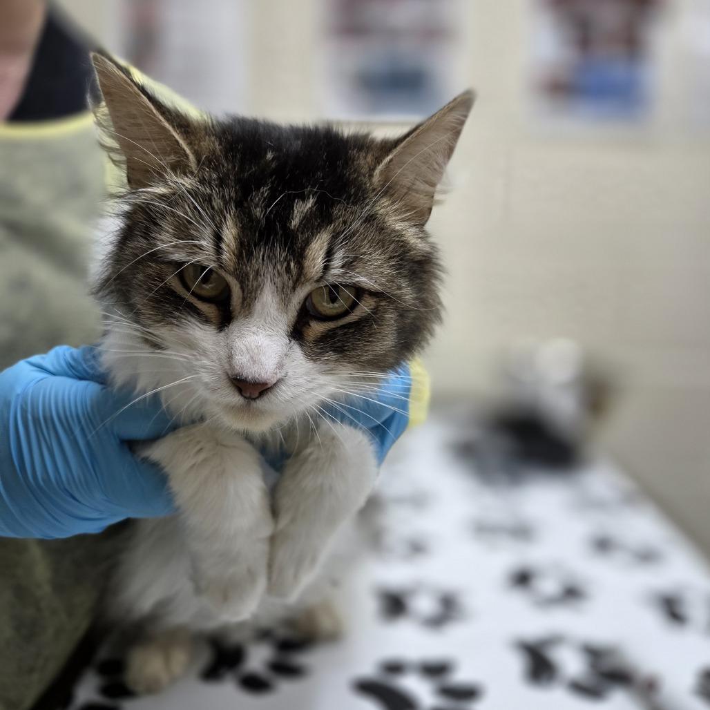 Oriole, a Adoptable Domestic Long Hair in Incline Village, NV image 3/3