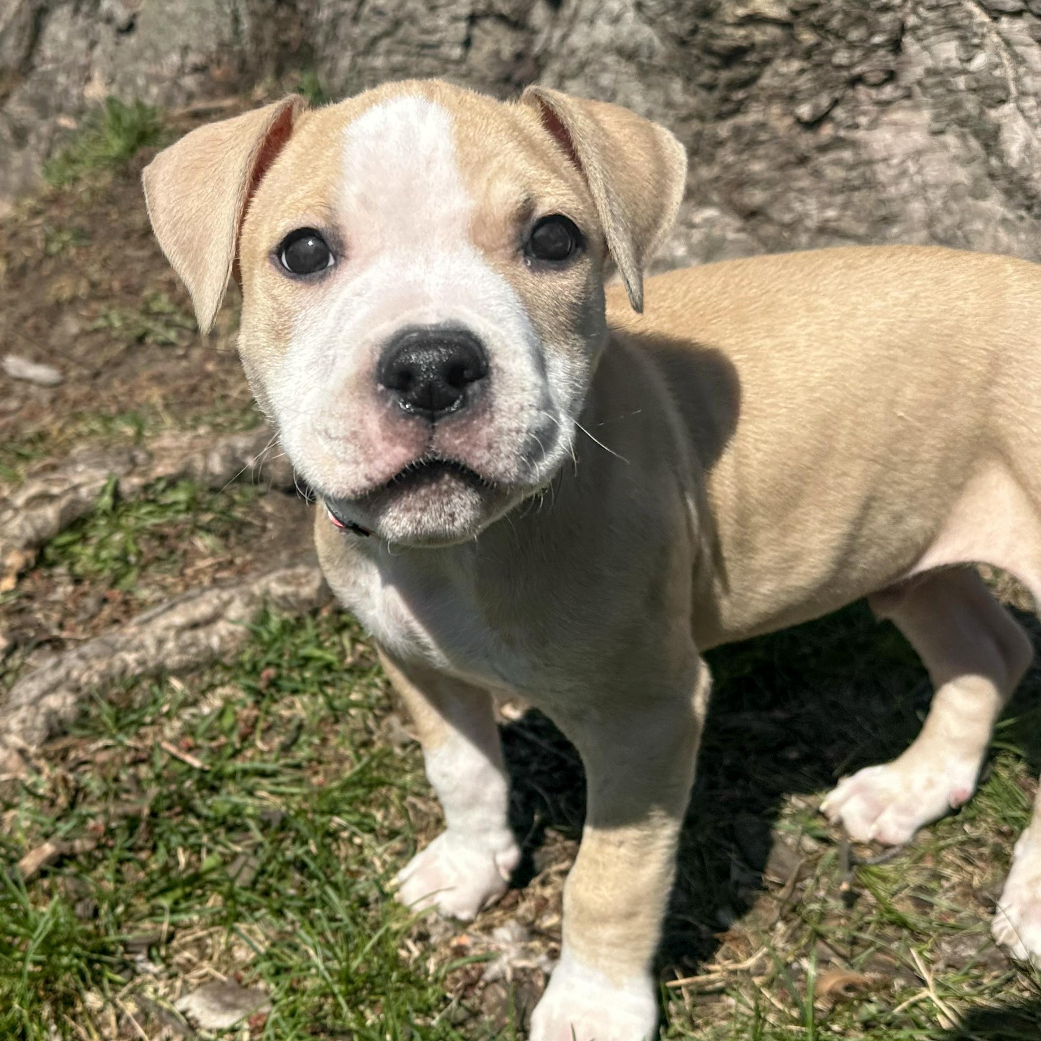 Enlarge ROOSTER- Needs a forever home, an adopted mixed breed in Birmingham, MI image 2/5