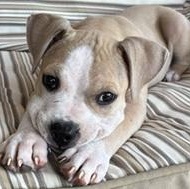 ROOSTER- Needs a forever home, adopted, Puppy Male Terrier.