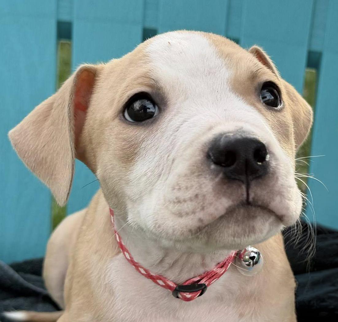 Enlarge ROOSTER- Needs a forever home, an adopted mixed breed in Birmingham, MI image 3/5