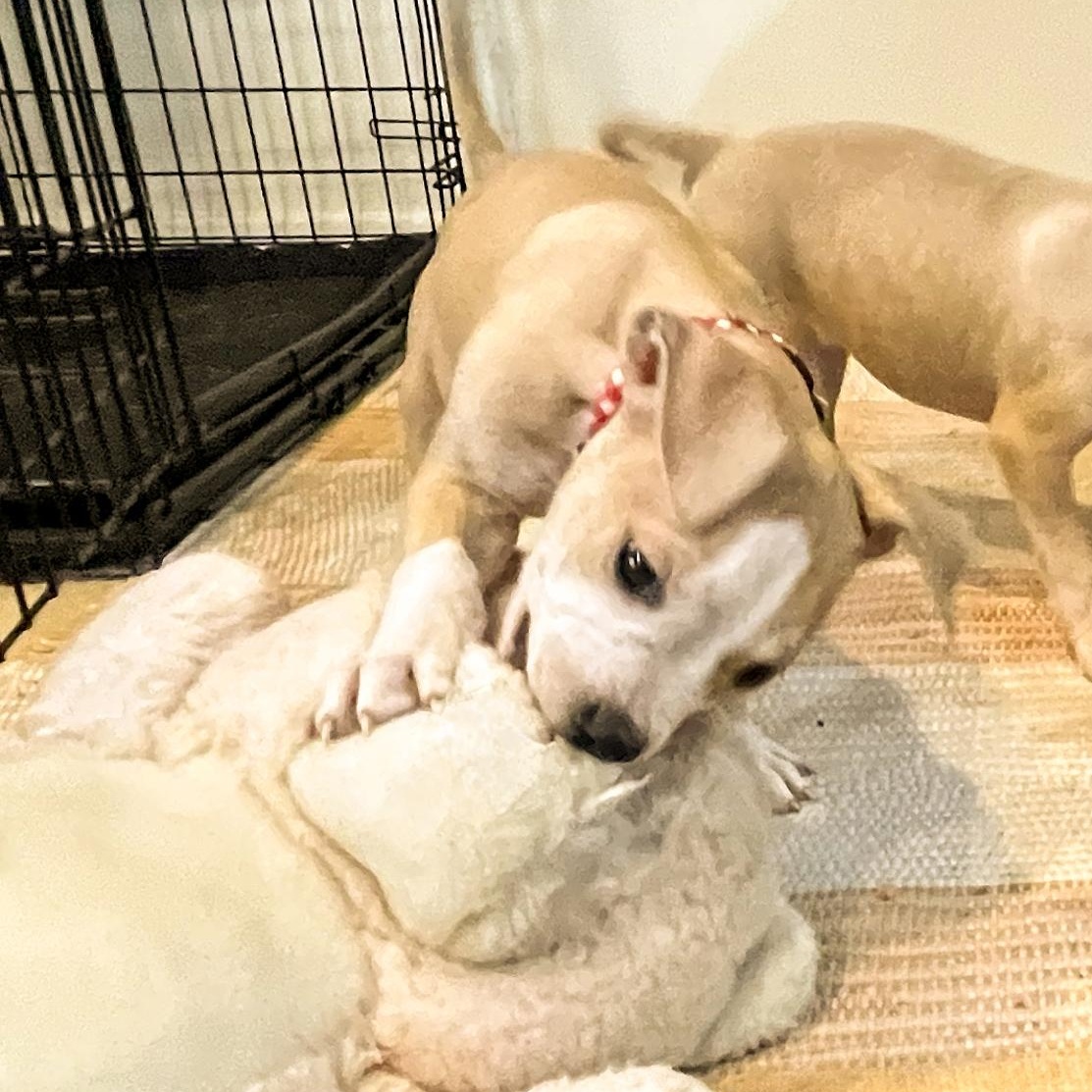 Enlarge ROOSTER- Needs a forever home, an adopted mixed breed in Birmingham, MI image 5/5