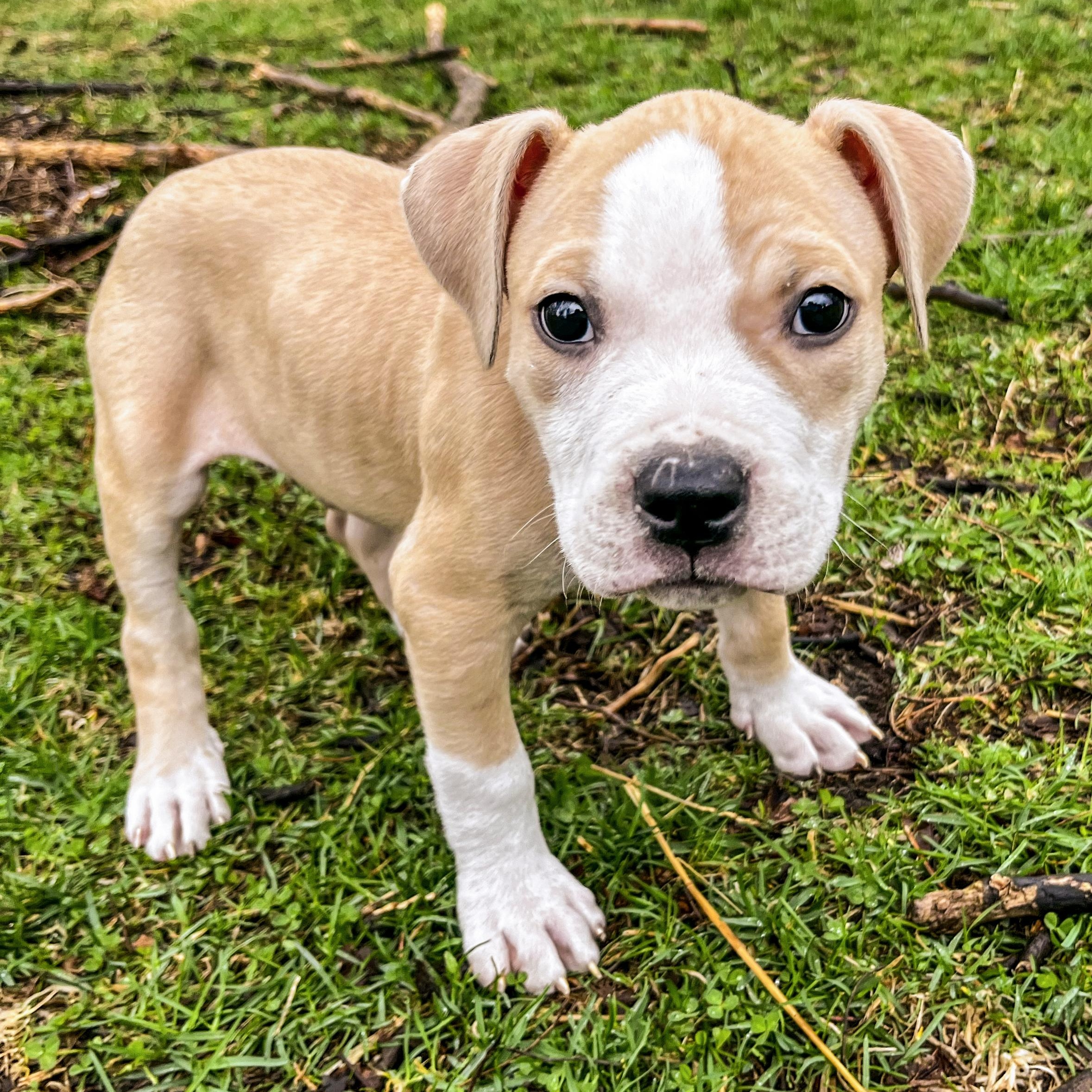 Enlarge ROOSTER- Needs a forever home, an adopted mixed breed in Birmingham, MI image 4/5