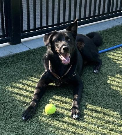 Enlarge Moose, a Adoptable mixed breed in Roseville, CA image 1/3