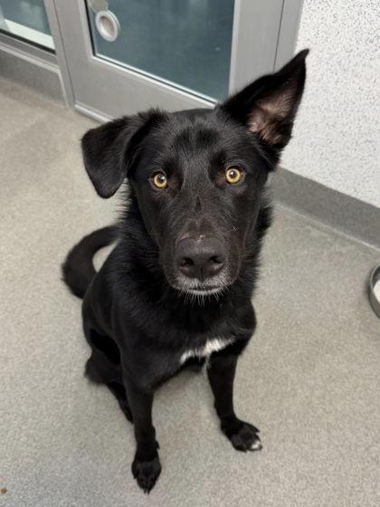 Enlarge Moose, a Adoptable mixed breed in Roseville, CA image 2/3