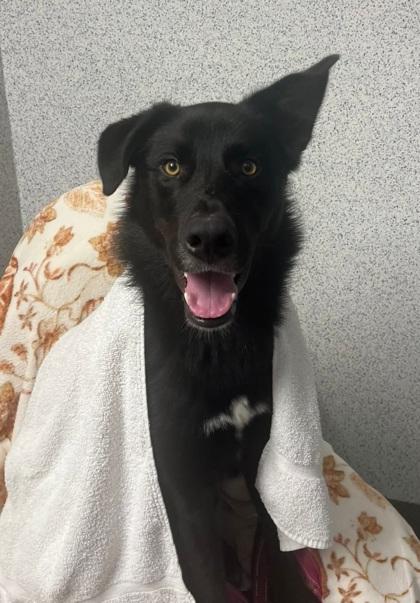 Enlarge Moose, a Adoptable mixed breed in Roseville, CA image 3/3