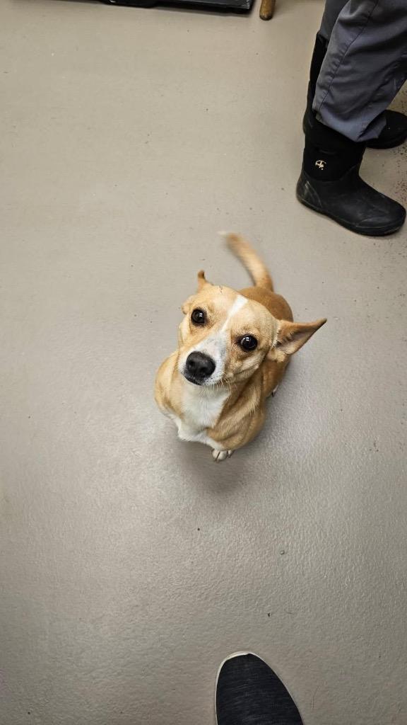 Leggo, Adoptable, Young Male Chihuahua & Corgi.