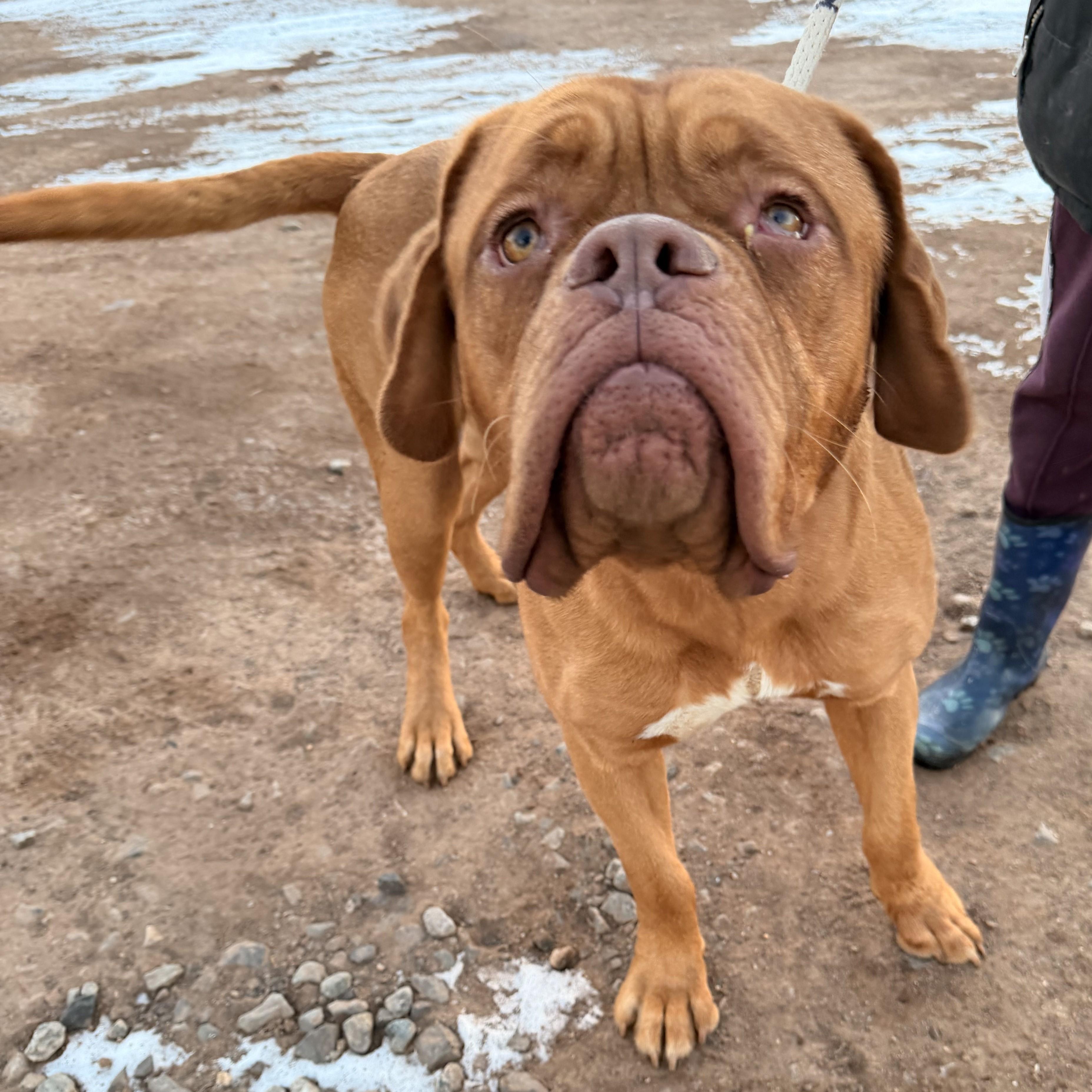 Marseille, adopted, Adult Male Dogue de Bordeaux.