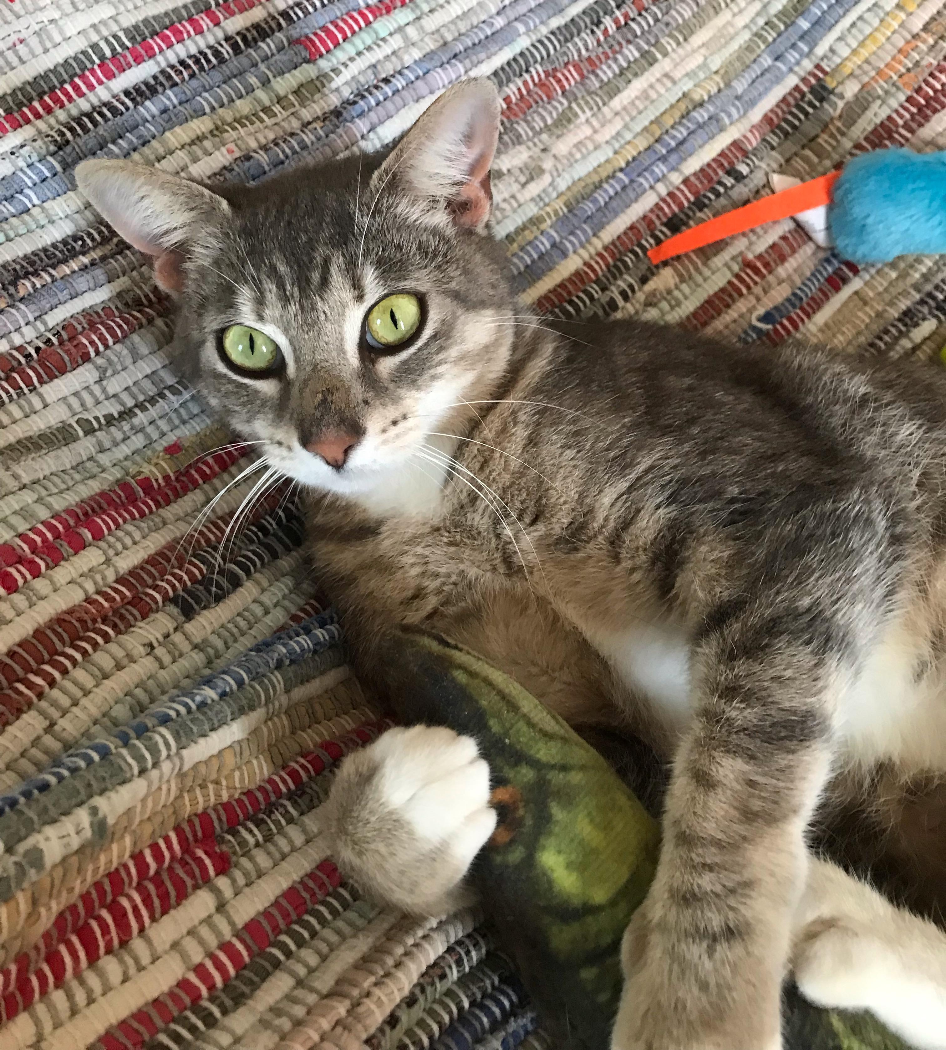 Mandy, a Adoptable mixed breed in Memphis, TN image 4/6