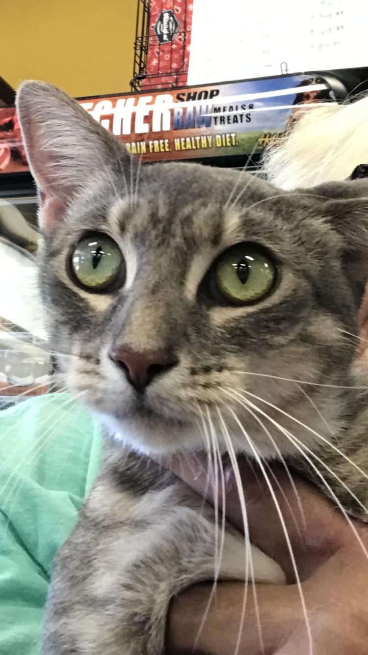 Mandy, Adoptable, Young Female Domestic Short Hair & Dilute Tortoiseshell.