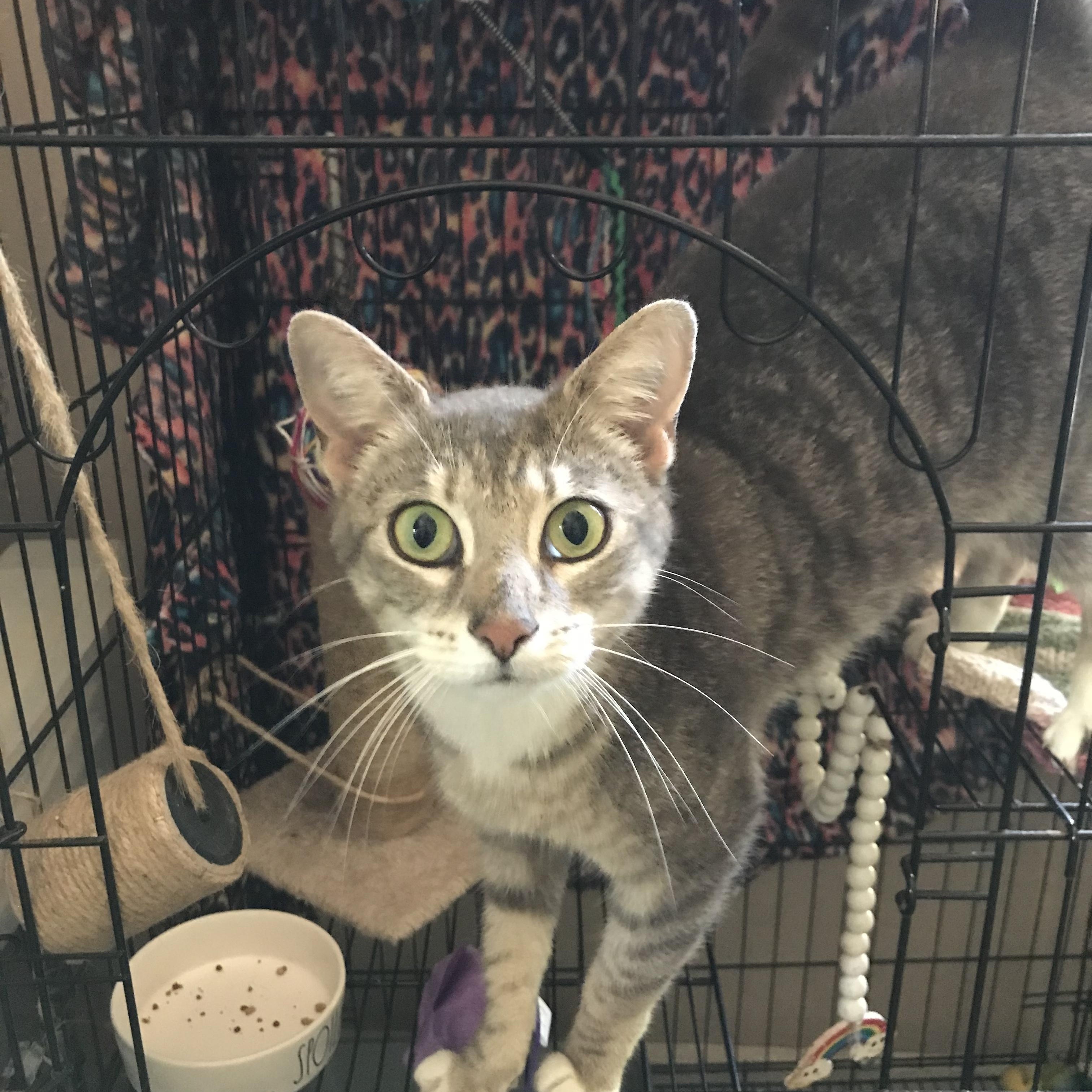 Mandy, a Adoptable mixed breed in Memphis, TN image 2/6