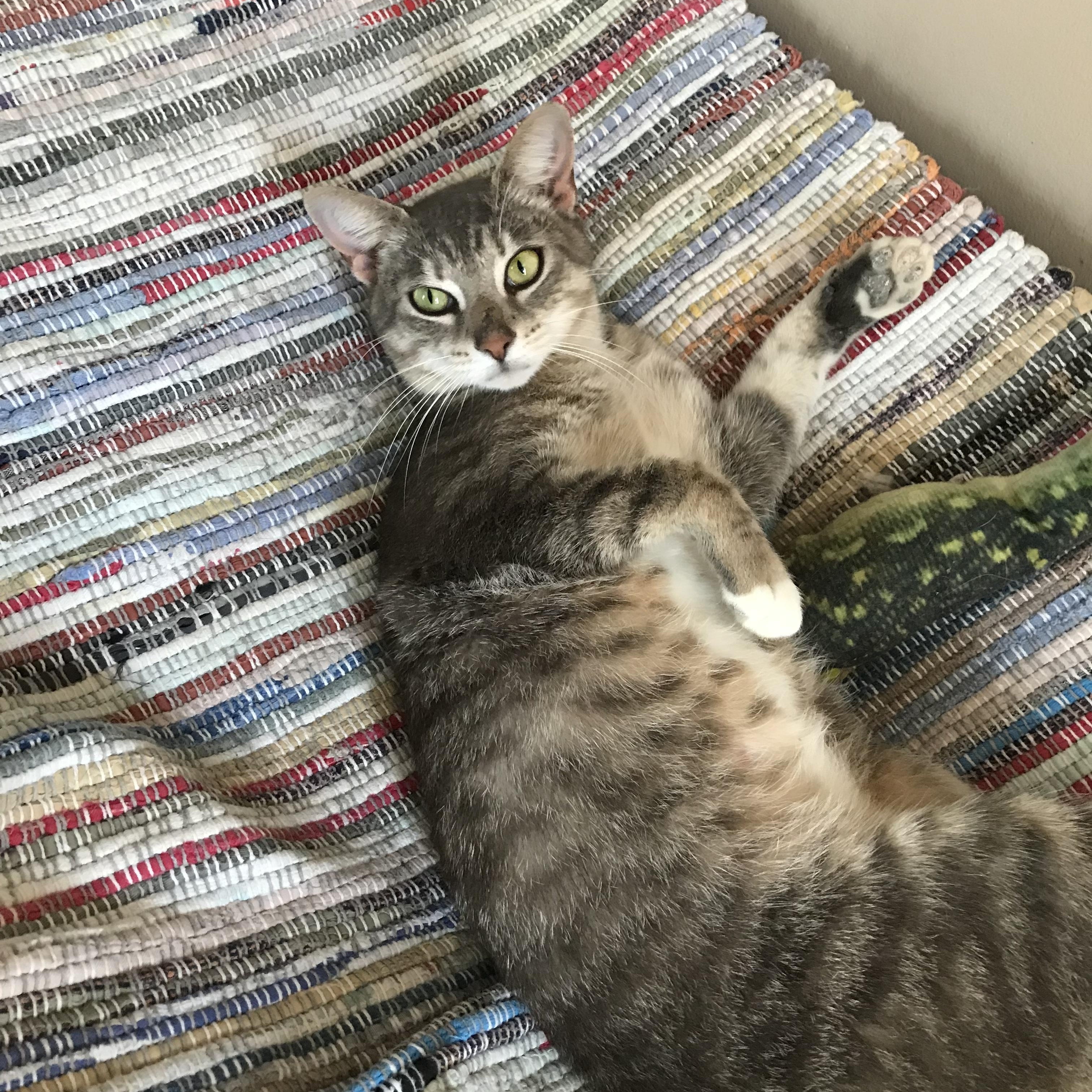 Mandy, a Adoptable mixed breed in Memphis, TN image 6/6