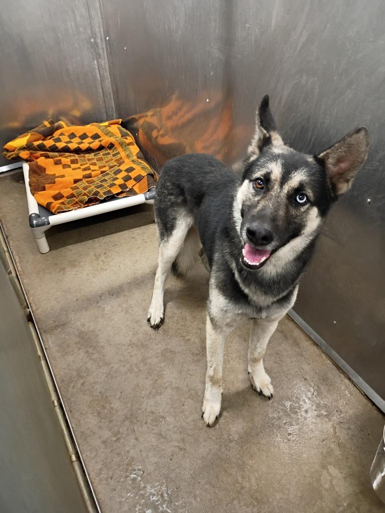 Ares, Adoptable, Young Male German Shepherd Dog & Husky.