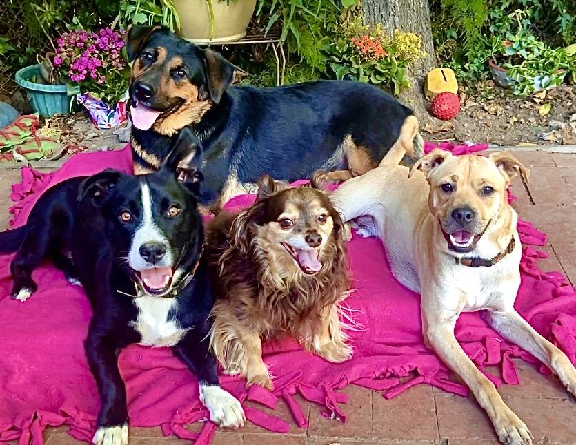 Enlarge Mama Bear-Video, a Adoptable mixed breed in Pasadena, CA image 4/6