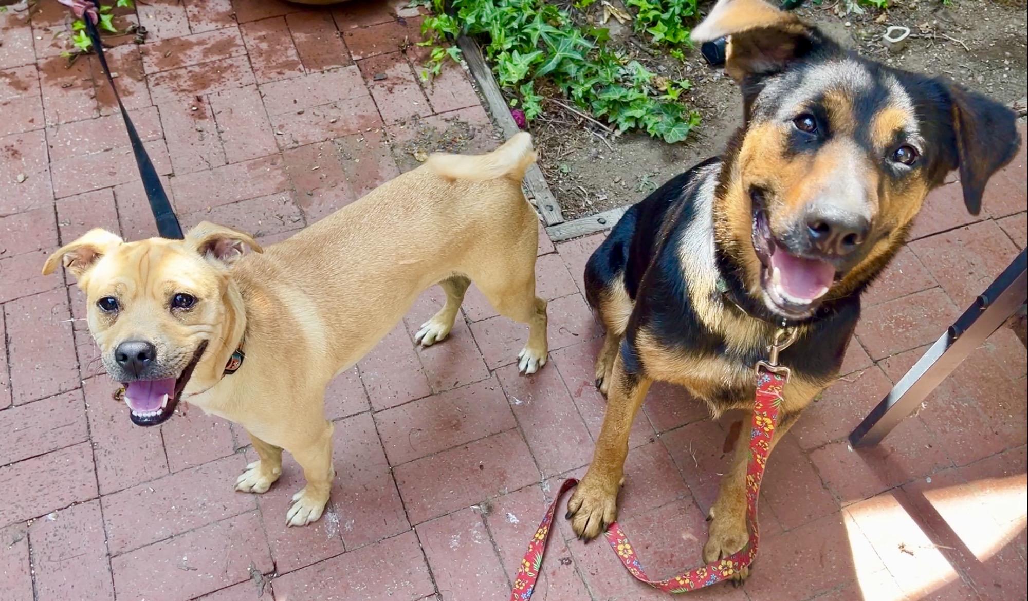 Enlarge Mama Bear-Video, a Adoptable mixed breed in Pasadena, CA image 5/6