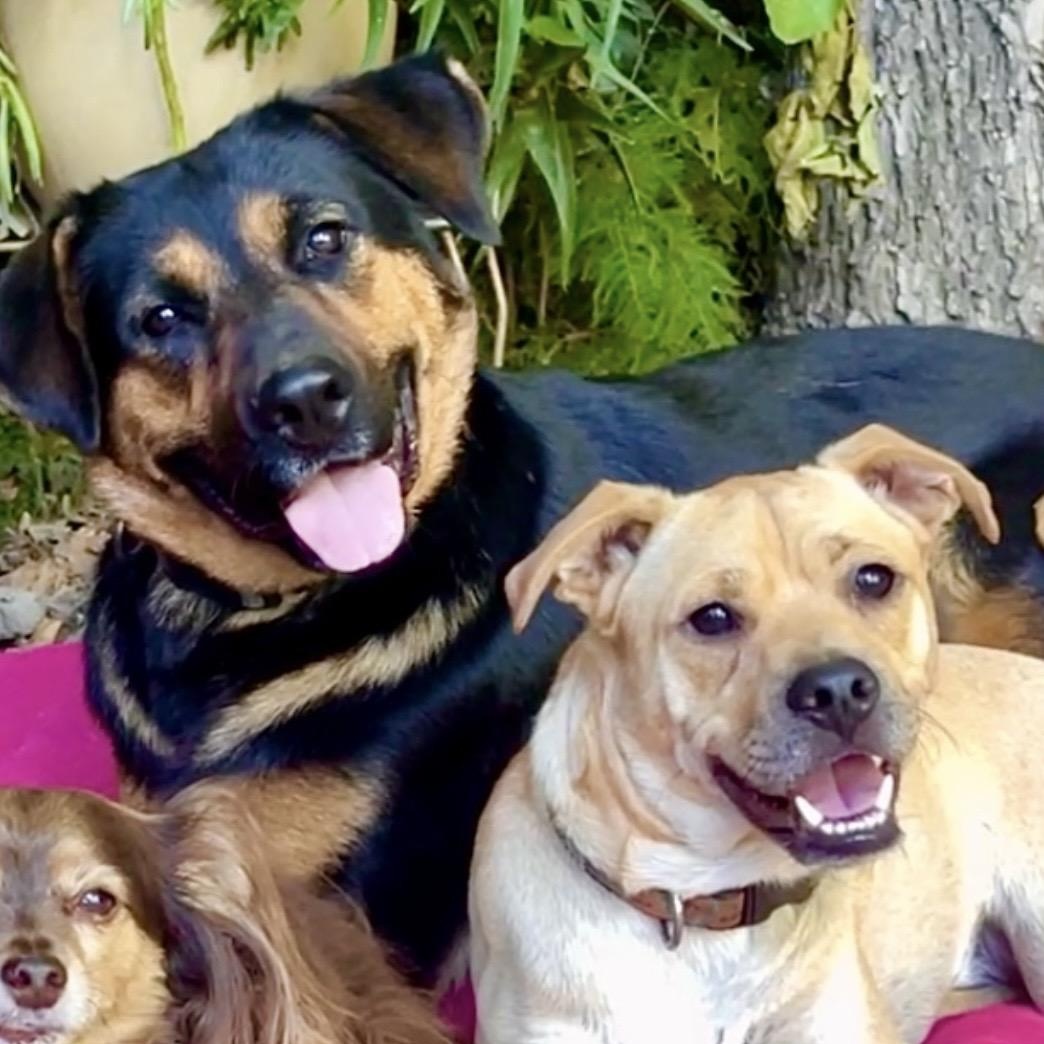 Enlarge Mama Bear-Video, a Adoptable mixed breed in Pasadena, CA image 2/6
