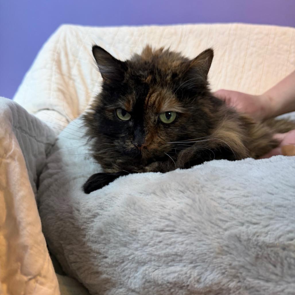 Bijou, Adoptable, Senior Female Domestic Long Hair.