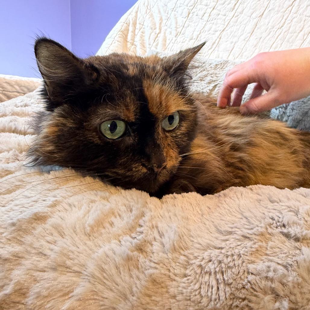 Bijou, a Adoptable Domestic Long Hair in Mankato, MN image 2/6