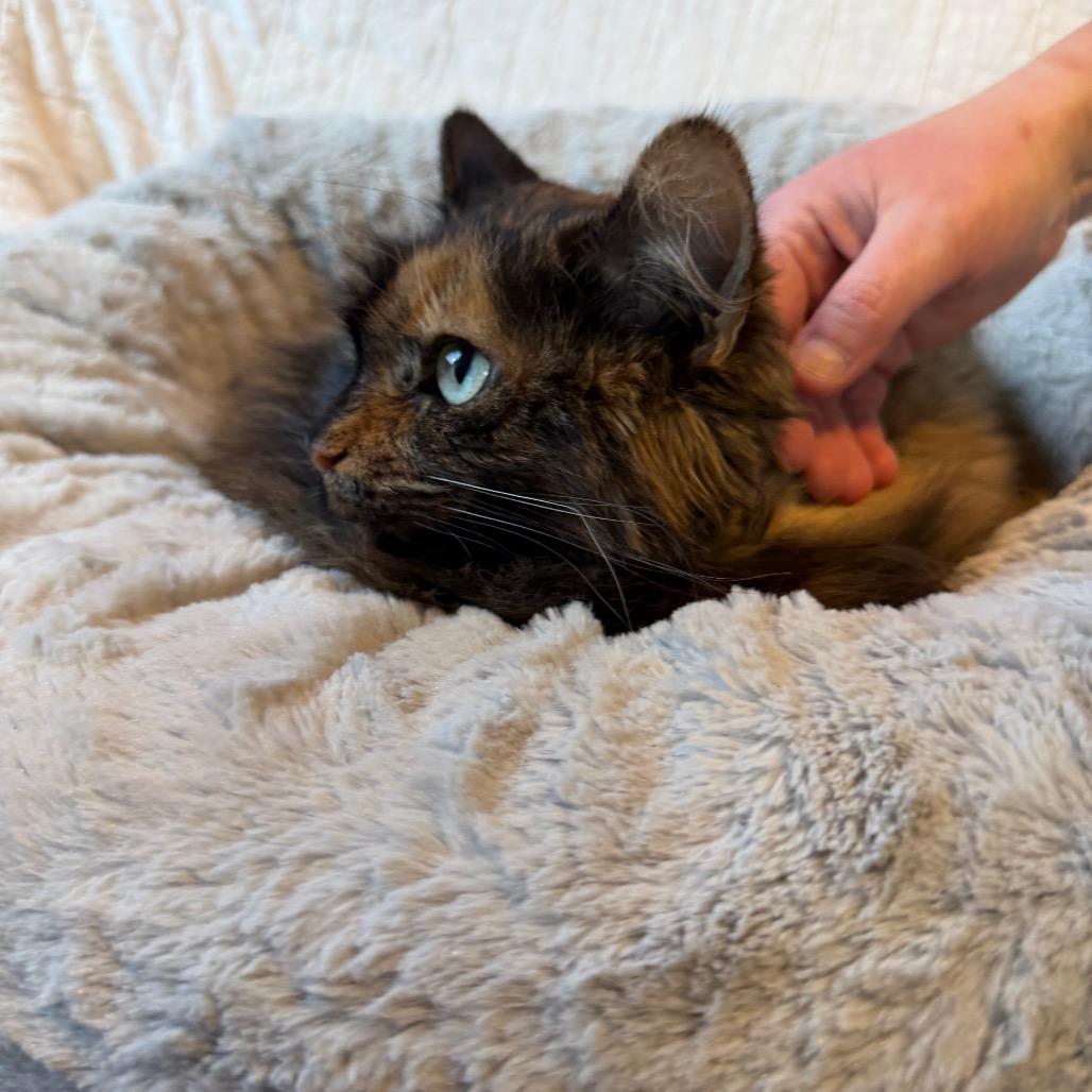 Bijou, a Adoptable Domestic Long Hair in Mankato, MN image 3/6