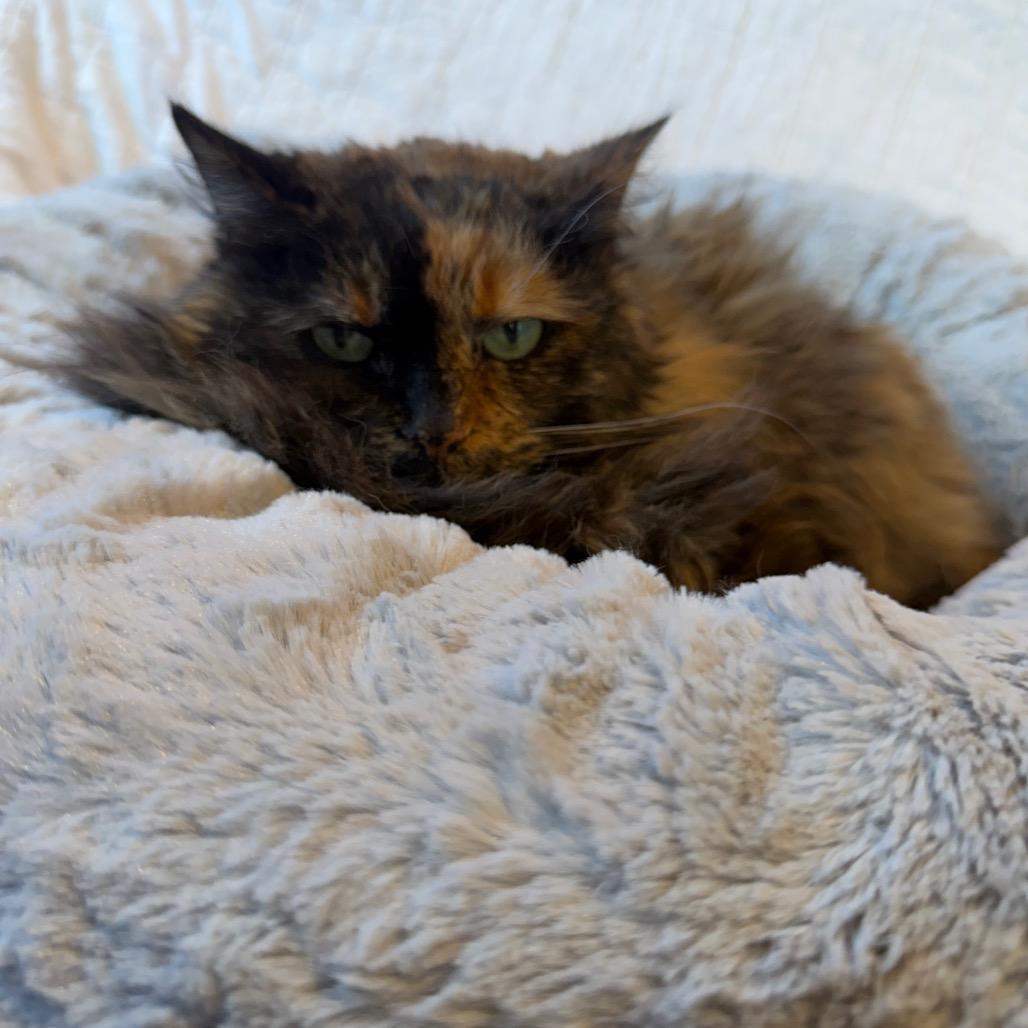 Bijou, a Adoptable Domestic Long Hair in Mankato, MN image 4/6